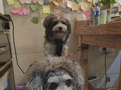-宝旺姜母鸭(顶澳仔猫街店)