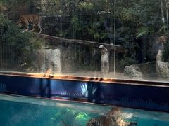 -清迈夜间动物园