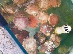 -四海鲜渔家菜(黄金海岸店)