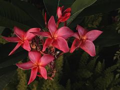 -莲花山公园