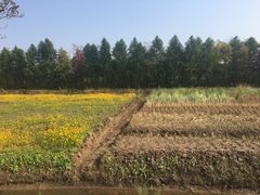 -上海长兴岛郊野公园