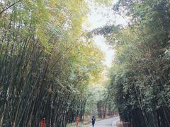 -成都大熊猫繁育研究基地