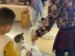 -more than meow吴止猫主题餐厅(承德 中船汇店)