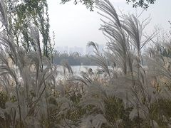 -三垟湿地