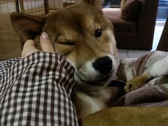 抹茶-柴务处·柴犬主题狗咖