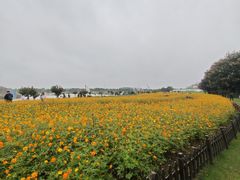 -荷兰花海