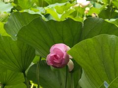 -莲花池公园