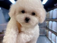 -萌宠之家·腊肠犬·马尔泰·小体犬舍