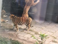 -深圳野生动物园