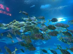 -太平洋海底世界