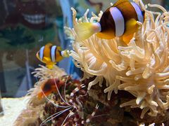 -太平洋海底世界