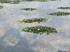 -洱海月湿地公园