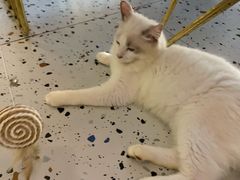 -喵喵咪呀布偶猫咖(春熙路店)