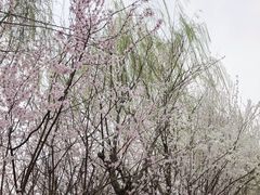 -桃花堤公园