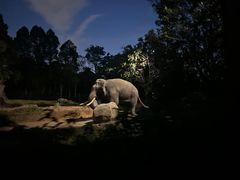 -夜间野生动物园