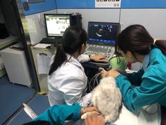 -pd派德宠物中心医院24H急重症·眼科中心·血液透析中心(嵩山北路店)