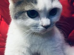 -柚子猫舍·精品猫舍购猫·猫咪认养·购宠·宠物店