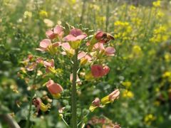 -天适樱花悠乐园
