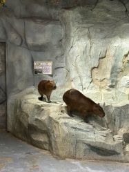 -Zoolung Zoolung动物主题公园(海信广场店)