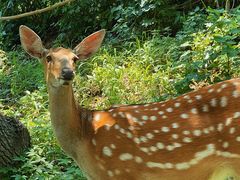 -大连森林动物园