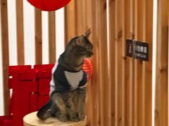 -柴迷FANS CLUB·柴犬狗咖·猫咖