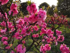 -南汇桃花村