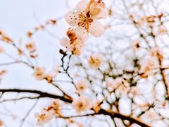 -桃花堤公园