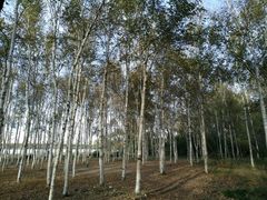 -长春市南湖公园