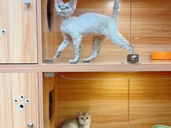-猫十亿·布偶金渐层·曼基康矮脚猫舍(青年路店)