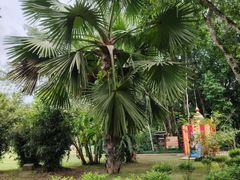 -中国科学院西双版纳热带植物园