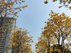 -洲头咀公园