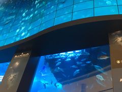 -迪拜水族馆及水下动物园