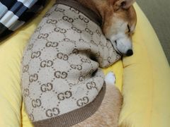 -逗柴咖啡屋·狗咖猫咖宠物桌游