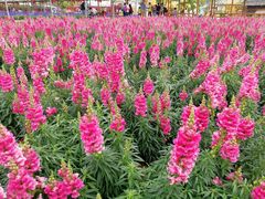 景点-盈香心动乐园