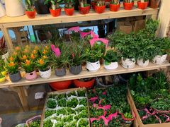 -双季花艺园艺市场(浦东店)