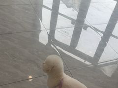 -瑞鹏宠物医院·骨科·猫科·内科(第一中心)