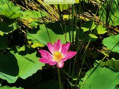 -羊亭河湿地公园