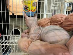-平行世界·猫咖(首经贸店)