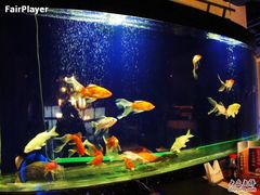 风水鱼缸-将太无二·北美传奇寿司(瑞士公寓店)