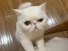 -滚猫咖啡·猫咖·猫友好撸猫(未来城店)