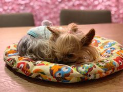 -百好乐宠物友好餐厅(朝外大街店)