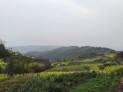 -桑洲油菜花景区