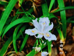 -凤栖山