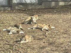 -西安秦岭野生动物园