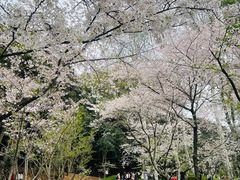 -武汉大学-樱园