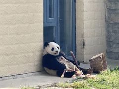 -石家庄市动物园