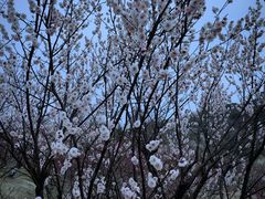 -香雪海