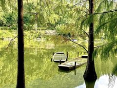 -深圳仙湖植物园