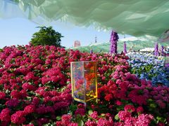 -荷兰花海