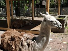 -长白岛森林公园